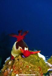 Nudibranche by Philippe Brunner 